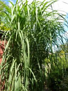 Miscanthus giganteusMiscanthus giganteusC-1.png