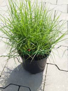 Turzyca palmowa 'Little Midge' - Carex muskingumensis 'Little Midge' 
