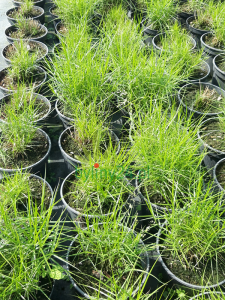 Turzyca palmowa 'Little Midge' - Carex muskingumensis 'Little Midge'.png