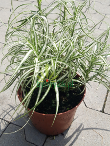 Turzyca palmowa 'Bicolor Fountain' - Carex muskingumensis 'Bicolor Fountain'.png
