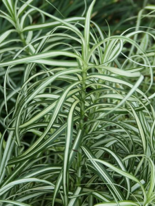 Turzyca palmowa 'Bicolor Fountain' - Carex muskingumensis  'Bicolor Fountain'