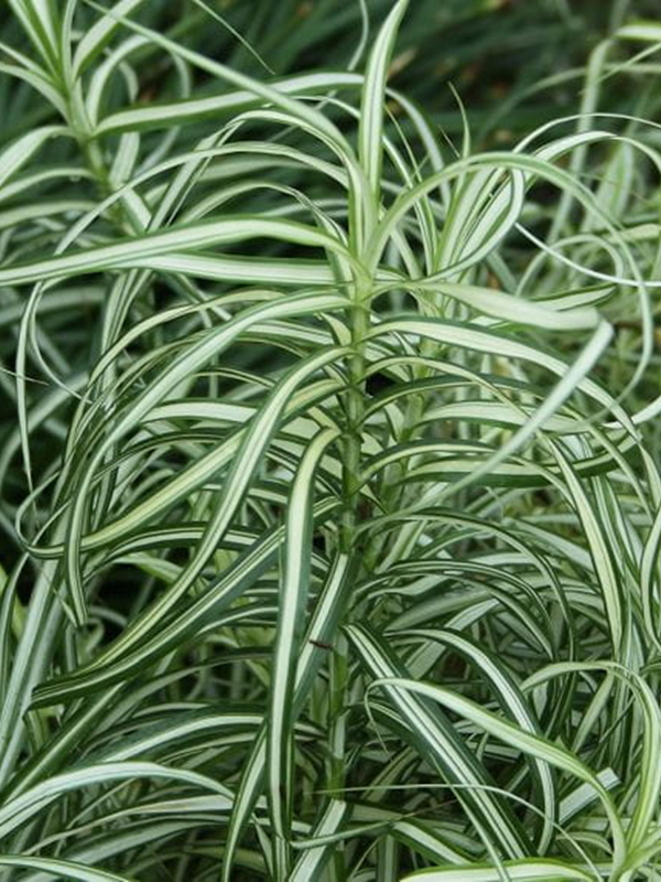 Turzyca palmowa 'Bicolor Fountain' - Carex muskingumensis  'Bicolor Fountain'
