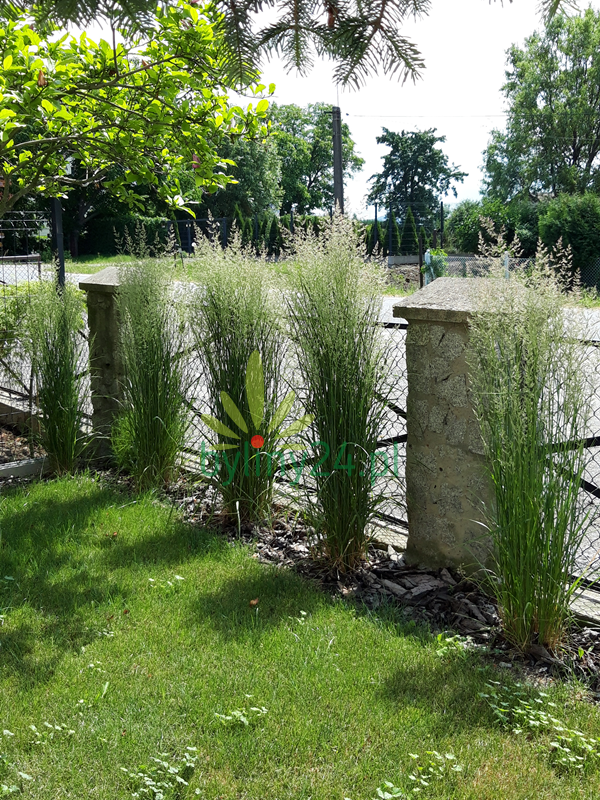 Trzcinnik ostrokwiatowy 'Karl Foerster' - Calamagrostis acutiflora  'Karl Foerster'