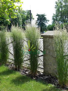 Trzcinnik ostrokwiatowy 'Karl Foerster' - Calamagrostis acutiflora 'Karl Foerster' (3).png