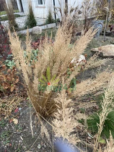 Trzcinnik krótkowłosowy - Calamagrostis brachytricha (1).png
