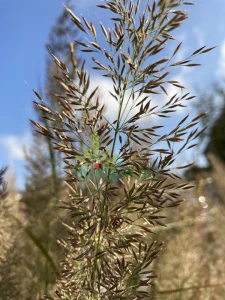 Trzcinnik krótkowłosowy - Calamagrostis brachytricha (2).png