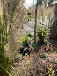Trzcinnik krótkowłosowy - Calamagrostis brachytricha (3).png