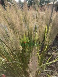 Trzcinnik krótkowłosowy - Calamagrostis brachytricha