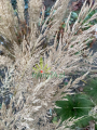 Trzcinnik krótkowłosowy - Calamagrostis brachytricha (6).png