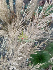 Trzcinnik krótkowłosowy - Calamagrostis brachytricha (6).png