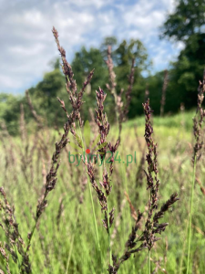 Trzęślica modra 'Edith Dudszus' - Molinia caerulea