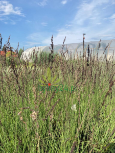 Trzęślica modra 'Edith Dudszus' - Molinia caerulea  (2).png