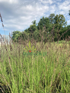 Trzęślica modra 'Edith Dudszus' - Molinia caerulea  (3).png