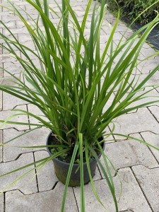 Turzyca graya 'Saladin'