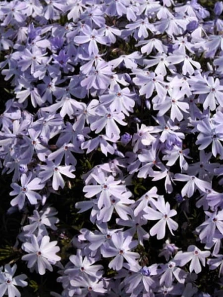 'Emerald Cushion Blue' -'Emerald Cushion Blue' -2-1.png