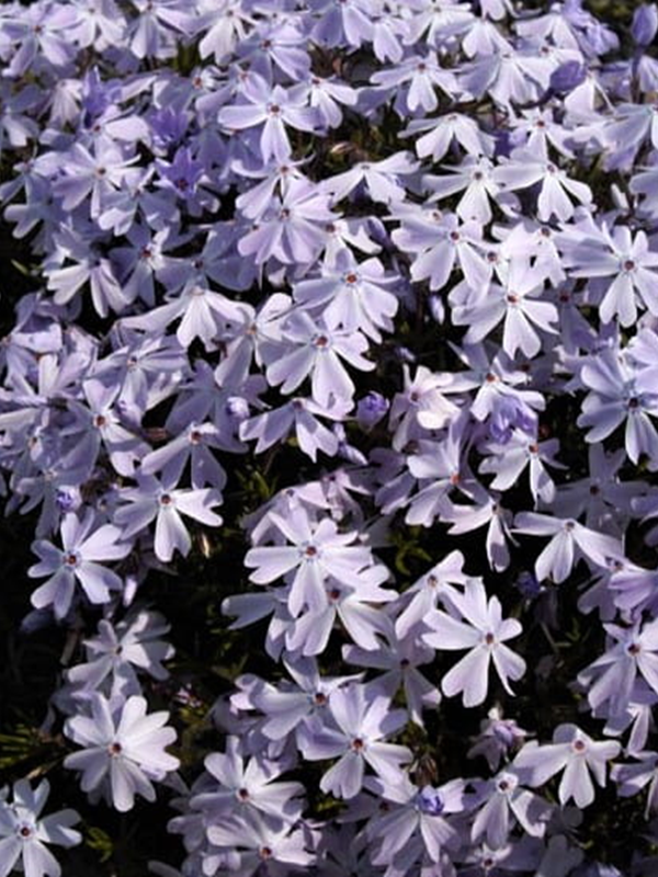 Floks szydlasty 'Emerald Cushion Blue' - Phlox subulata 'Emerald Cushion Blue' 