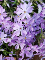 'Emerald Cushion Blue' -'Emerald Cushion Blue' -3-3.png