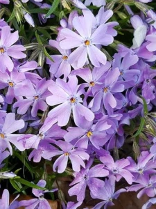 'Emerald Cushion Blue' -'Emerald Cushion Blue' -3-3.png