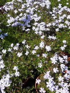 'Emerald Cushion Blue' -'Emerald Cushion Blue' --4.png