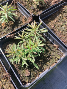 Rozchodnik kamczacki odm. amurska  -  Sedum kamtschaticum var. middendorffianum