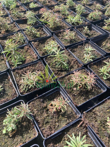 Rozchodnik kamczacki odm. amurska  -  Sedum kamtschaticum var. middendorffianum