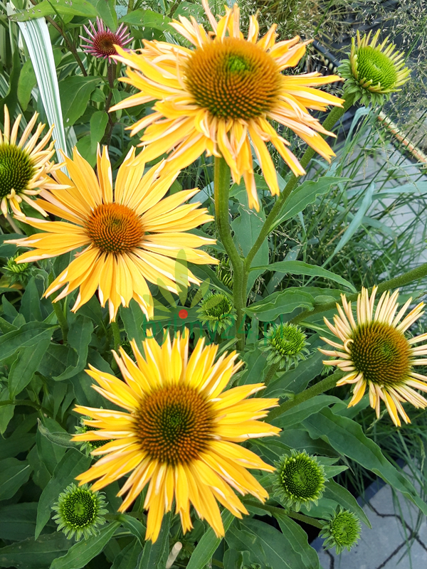 Jeżówka purpurowa ''Big Kahuna''   -  Echinacea purpurea 'Big Kahuna' 