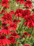 Jeżówka purpurowa'' Eccentric''  -  Echinacea purpurea ''Eccentric''