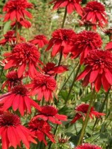 Jeżówka purpurowa'' Eccentric''  -  Echinacea purpurea ''Eccentric''