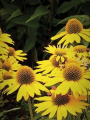Jeżówka purpurowa 'Kismet Yellow' - Echinacea purpurea 'Kismet Yellow'