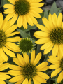 Jeżówka purpurowa 'Kismet Yellow' - Echinacea purpurea 'Kismet Yellow'