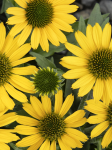 Jeżówka purpurowa 'Kismet Yellow' - Echinacea purpurea 'Kismet Yellow'