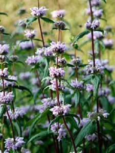 Żeleźniak bulwiasty 'Amazone'  -  Phlomis tuberosa 'Amazone'