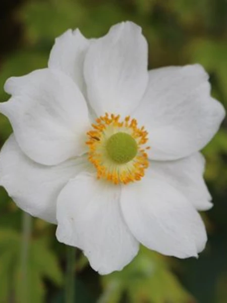 Zawilec mieszańcowy "Andrea Atkinson" - Anemone hybrida "Andrea Atkinson" (id: 637)