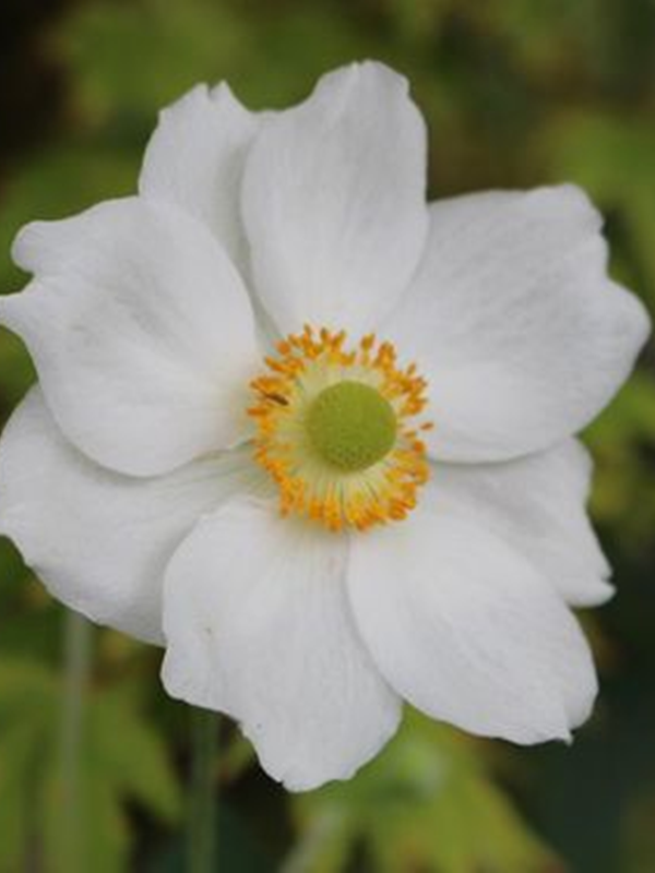 Zawilec mieszańcowy "Andrea Atkinson" -   Anemone hybrida "Andrea Atkinson"