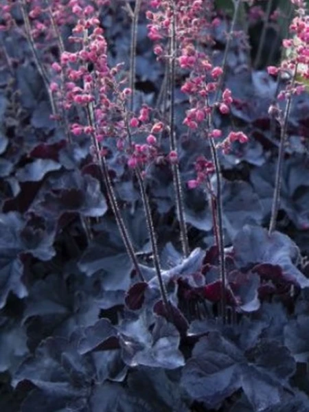 Heuchera hybrida ''Black Forest Cake''.png