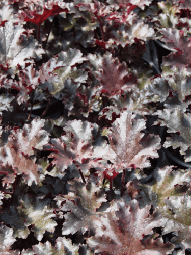 Żurawka ogrodowa ''Black Taffeta''  -  Heuchera 'Black Taffeta'