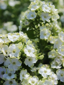 Floks wiechowaty  ‘Green Expectation’ -   Phlox paniculata ‘Green Expectation’