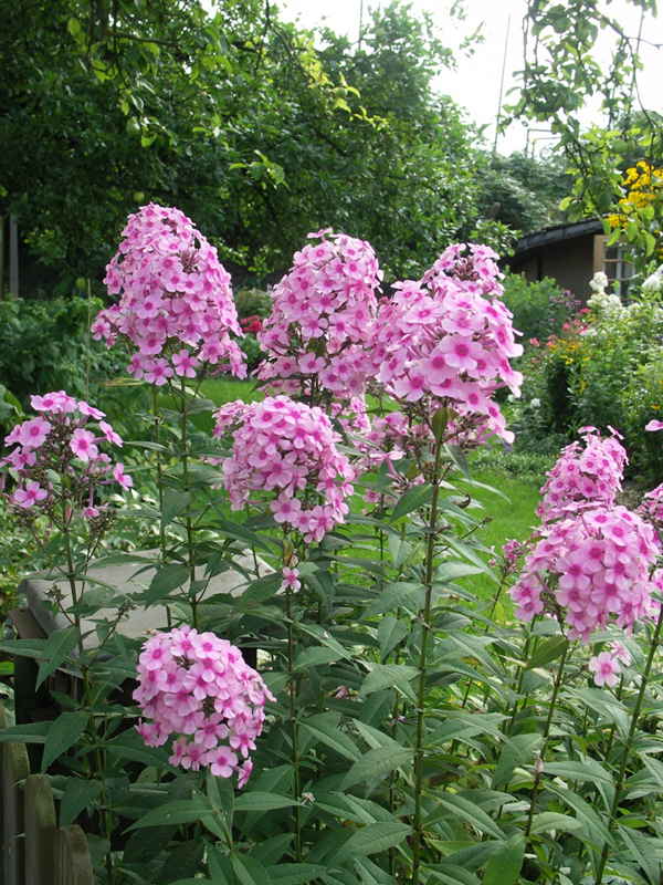  Floks wiechowaty 'Miss Pepper'  -  Phlox paniculata 'Miss Pepper' 