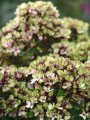 Floks wiechowaty 'Neon Mystique Green'  -  Phlox paniculata  'Neon Mystique Green'