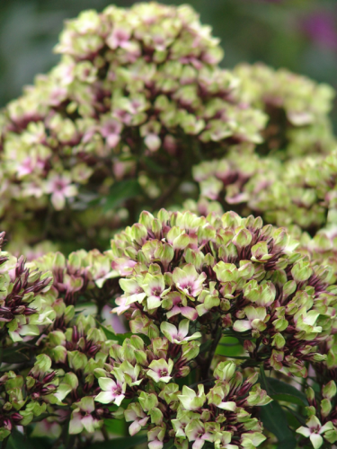 Floks wiechowaty 'Neon Mystique Green'  -  Phlox paniculata  'Neon Mystique Green'
