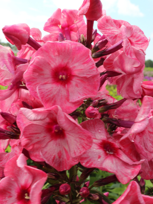 Floks wiechowaty' Fairytale of the Ural'     -  Phlox paniculata 'Fairytale of the Ural' 