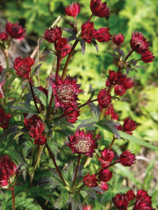 Jarzmianka większa 'Moulin Rouge'   -  Astrantia major 'Moulin Rouge'