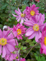 Zawilec japoński ''Bressingham Glow'' - Anemone hupehensi ''Bressingham Glow'' (id: 638)