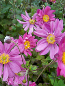 Zawilec japoński ''Bressingham Glow''   -  Anemone hupehensi ''Bressingham Glow'' 
