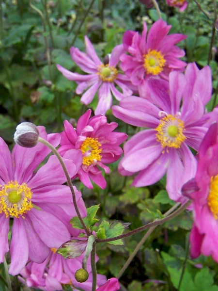 Zawilec japoński ''Bressingham Glow'' - Anemone hupehensi ''Bressingham Glow'' (id: 638)