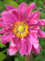Zawilec japoński ''Bressingham Glow'' - Anemone hupehensi ''Bressingham Glow'' (id: 638)