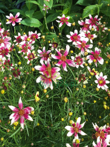  Nachyłek okółkowy  -  Coreopsis verticillata 