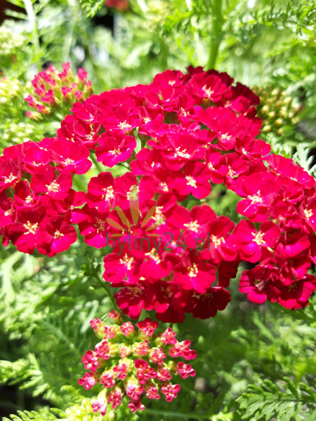 Krwawnik pospolity 'Desert Eve  Red' - Achillea millefolium 'Desert Eve  Red'