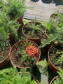 Krwawnik pospolity 'Desert Eve  Red' - Achillea millefolium 'Desert Eve  Red'
