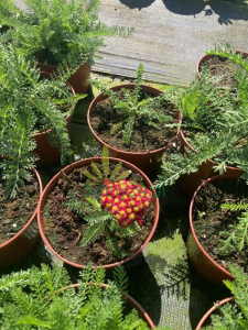 Krwawnik pospolity 'Desert Eve  Red' - Achillea millefolium 'Desert Eve  Red'